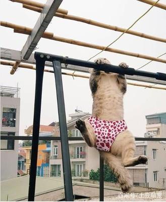 猫咪吊在衣架上,哪位人才给它穿了裤衩,原谅我不厚道地笑了