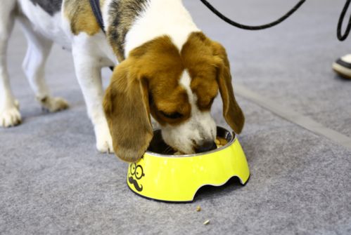 第5届苏州宠物展第一天概况