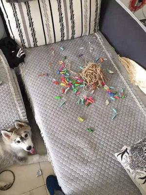 如果养狗可以买保险的话,我会选宠物犬破坏房屋险。