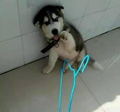 小二哈犯错向主人卖萌求原谅,真是少见二哈这个样子啊!_宠物_网