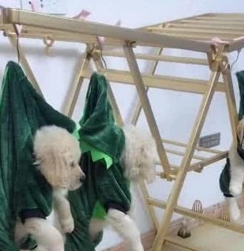 将小狗挂在晒衣架上,主人看它们表情后:右边那只肯定是罪魁祸首