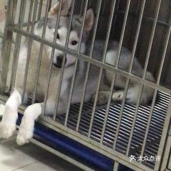 电话,地址,价格,营业时间 上海宠物