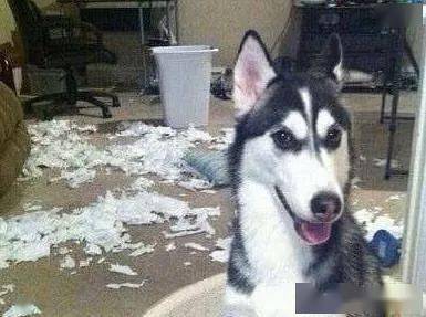 哈士奇犯错后,主人直接把它挂在了衣架上,二哈 家不想要了吗