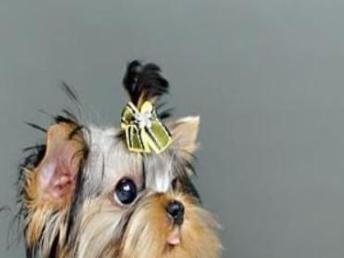 图 特惠 优质约克夏签健康协议送狗用品狗笼子 北京宠物狗