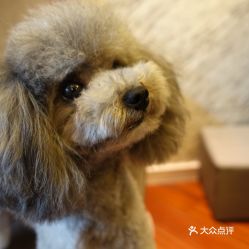 电话,地址,价格,营业时间 南京宠物