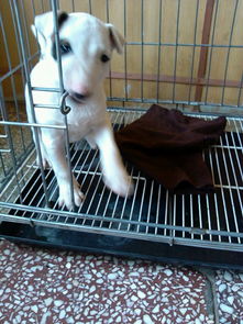 精品牛头梗犬 高端赛级大毛量 双血 包活 带证书