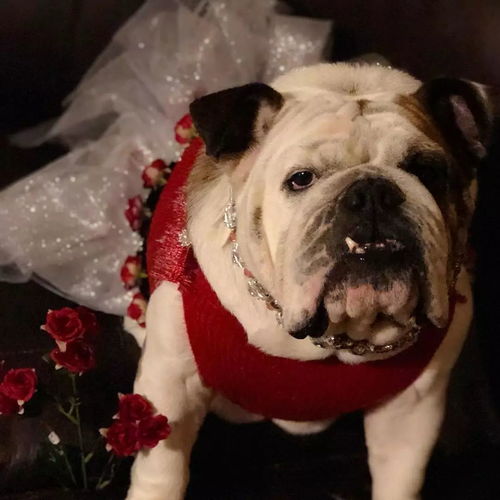 当法斗和英斗都穿上裙子,一个是公主 另一个是主公