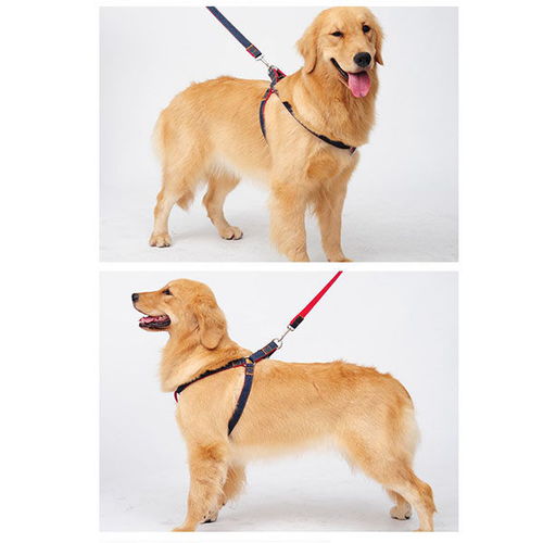 狗链狗狗牵引绳胸背带狗绳遛狗绳泰迪金毛大中小型犬宠物用品