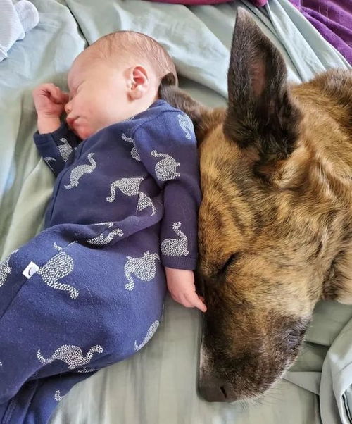 15张可以带来欢乐的宠物照片