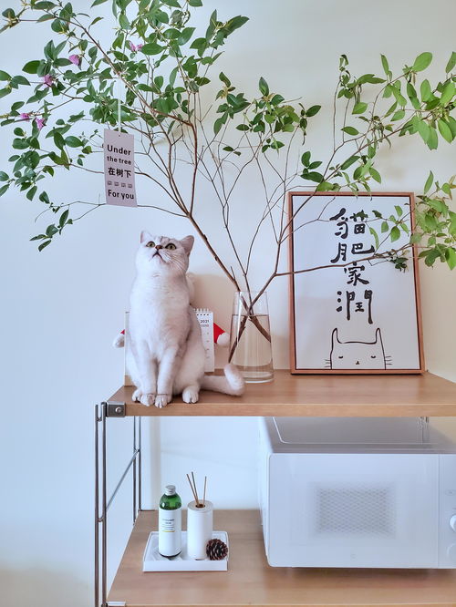 宠物用品如何收纳？规划整理师教你巧用宠物衣架