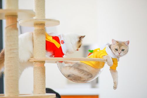 它经济风潮下 从宠物鲜食到衣架，探索那些意想不到的新玩法