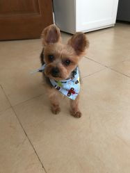 米倍宠物精品酒店 宠物衣架服务评价全解析