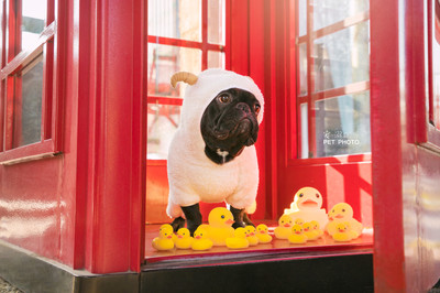 宠物摄影师喵喵萌与宠物衣架 打造萌宠时尚大片