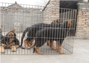优良品种德国牧羊犬，成都宠物诚信交易指南