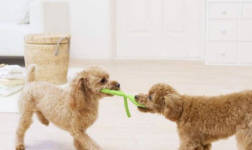 养狗5年，我才明白泰迪最期待的主人原来是这几种类型