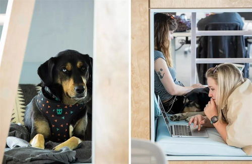 警惕创意办公空间SU模型 宠物衣架颜值过高带来的隐患