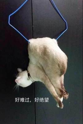 一场虚惊 猫咪与晾衣架的奇妙邂逅