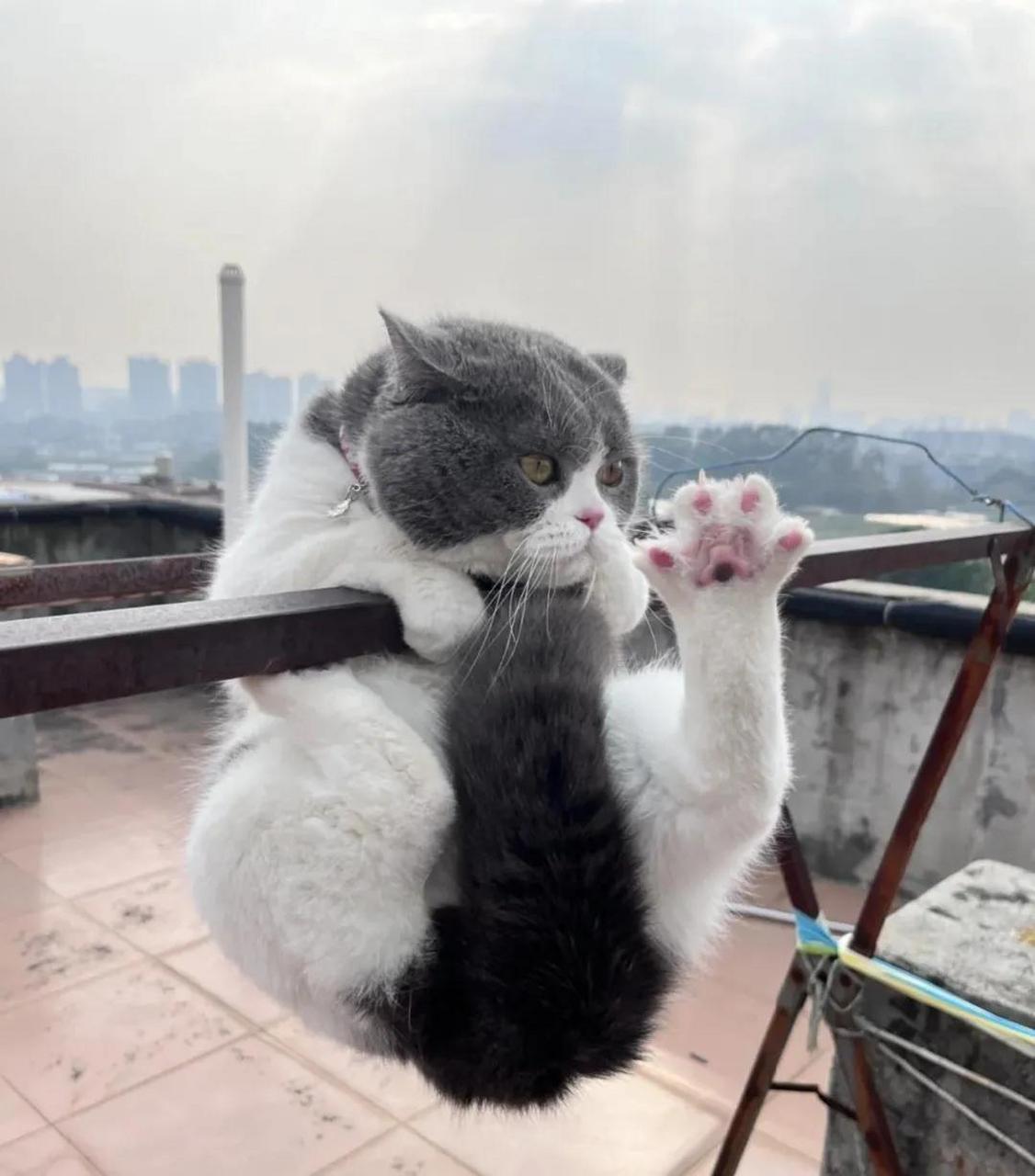 固执的运动达人 猫咪的晾衣架引体向上挑战